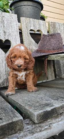 FB1 Cockapoo Puppies - Photo 7