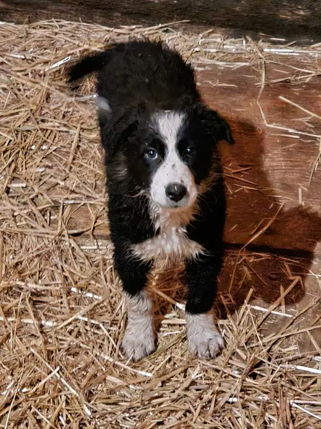 male border collie