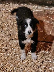 male border collie