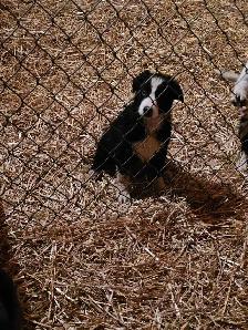 male border collie - Photo 2
