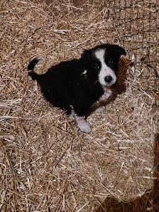 male border collie - Photo 3