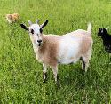 pygmy goat starter herd