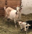 pygmy goat starter herd - Photo 2