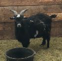 pygmy goat starter herd - Photo 3