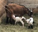 pygmy goat starter herd - Photo 4