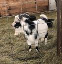 pygmy goat starter herd - Photo 5