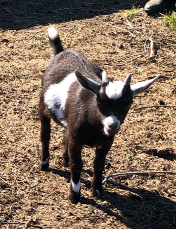 mini pygmy goat wethers