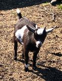 mini pygmy goat wethers