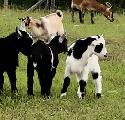 mini pygmy goat wethers - Photo 2