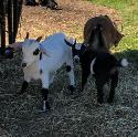 mini pygmy goat wethers - Photo 3