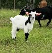 mini pygmy goat wethers - Photo 4