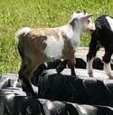 mini pygmy goat wethers - Photo 5
