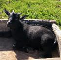 mini pygmy goat wethers - Photo 6