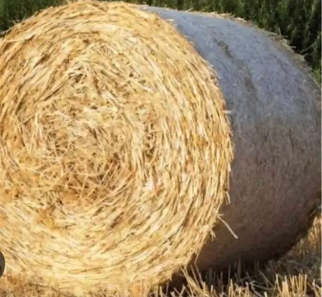 Oat Straw