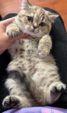 Scottish Kitten - Baby Girl