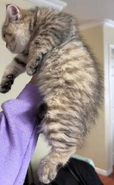 Scottish Kitten - Baby Girl - Photo 3
