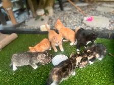 Adorable kittens looking for loving home