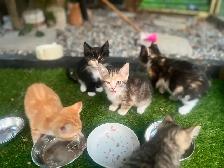 Adorable kittens looking for loving home - Photo 2