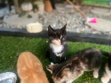 Adorable kittens looking for loving home - Photo 3