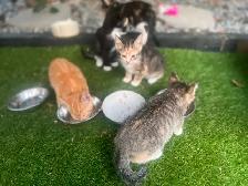 Adorable kittens looking for loving home - Photo 4