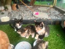 Adorable kittens looking for loving home - Photo 5