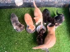 Adorable kittens looking for loving home - Photo 6