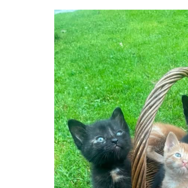 Free female kitten ready for good home!