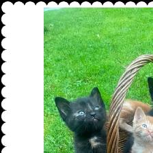 Free female kitten ready for good home!