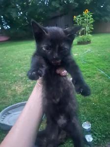 Free female kitten ready for good home! - Photo 2