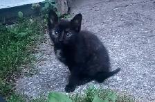 Free female kitten ready for good home! - Photo 3