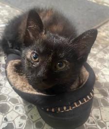 Free female kitten ready for good home! - Photo 4