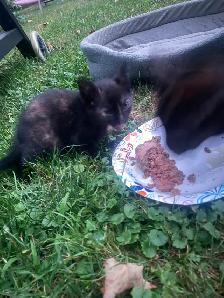 Free female kitten ready for good home! - Photo 5