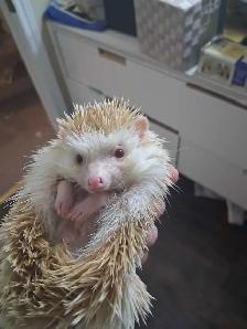 Albino Male Hedgehog (Sonic)