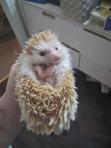 Albino Male Hedgehog (Sonic) - Photo 2