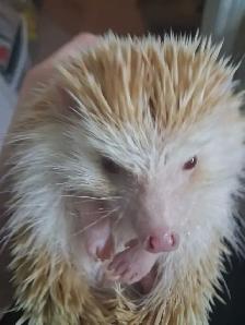 Albino Male Hedgehog (Sonic) - Photo 3