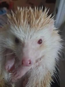 Albino Male Hedgehog (Sonic) - Photo 4