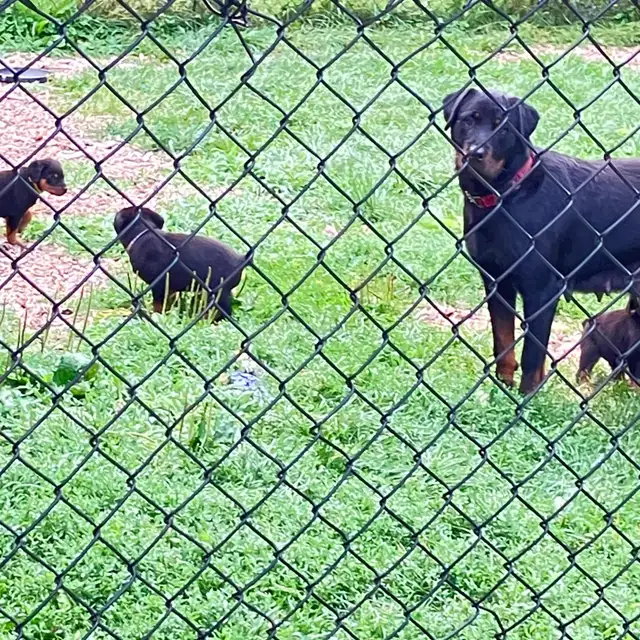 purebred American Rottweiler
