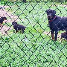 purebred American Rottweiler