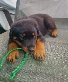 purebred American Rottweiler - Photo 2
