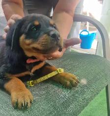 purebred American Rottweiler - Photo 3