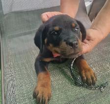 purebred American Rottweiler - Photo 4