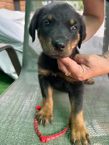 purebred American Rottweiler - Photo 5