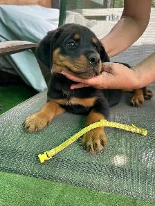 purebred American Rottweiler - Photo 6