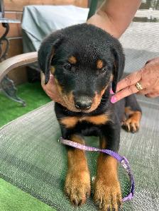 purebred American Rottweiler - Photo 7