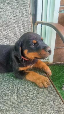 purebred American Rottweiler - Photo 8