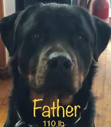 purebred American Rottweiler - Photo 9