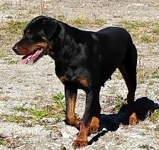 purebred American Rottweiler - Photo 10