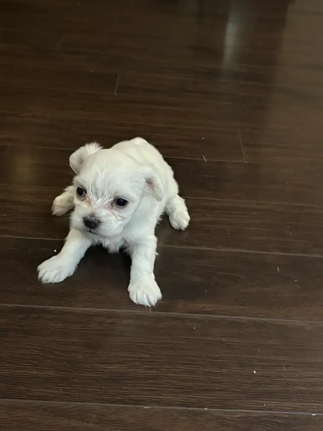 Female Maltese