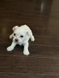 Female Maltese