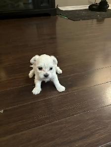 Female Maltese - Photo 2